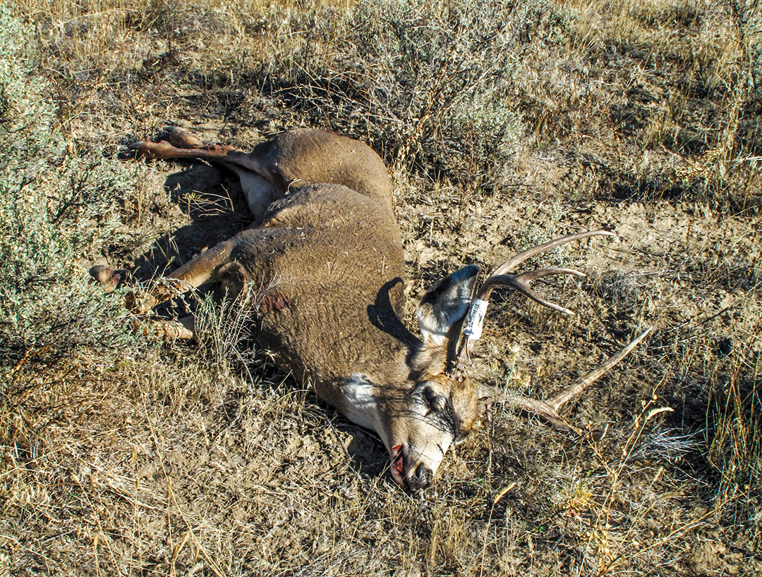This public-land buck was shot in its bed of low-lying sagebrush.